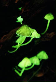 glowing_mushrooms.jpg
